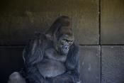 komale (gorilla gorilla) 4-2022 2128